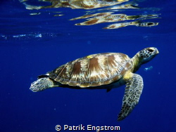 turtle Similan islands by Patrik Engstrom 